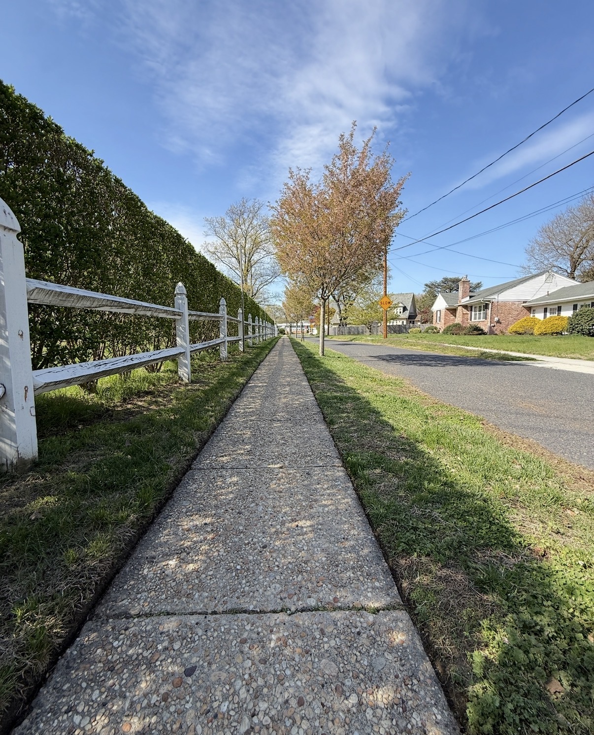 Sidewalk and hedges